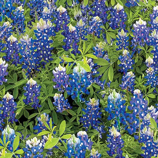 Blue Bluebonnet Flowers Cotton Wideback Fabric per yard - Prismatic Fiber Arts