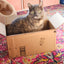 Belle In a Box, Floral Cat Embroidery Kit - Prismatic Fiber Arts