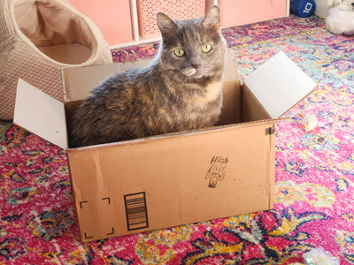 Belle In a Box, Floral Cat Embroidery Kit - Prismatic Fiber Arts