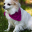 Best Bandana - Prismatic Fiber Arts