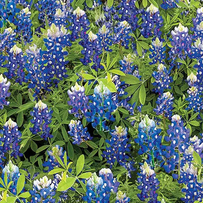 Blue Bluebonnet Flowers Cotton Wideback Fabric per yard - Prismatic Fiber Arts