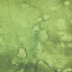 Green Fern Flow Cotton Wideback Fabric Per Yard - Prismatic Fiber Arts