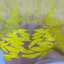 Lioness Stretch Sequins Fabric - Prismatic Fiber Arts