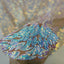Lioness Stretch Sequins Fabric - Prismatic Fiber Arts