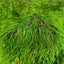 Metallic Faux Fur Tinsel Ostrich Feather Fabric - Prismatic Fiber Arts