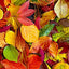 Multi All Fall Down Leaves Cotton Wideback Fabric per yard - Prismatic Fiber Arts