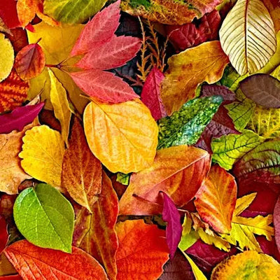 Multi All Fall Down Leaves Cotton Wideback Fabric per yard - Prismatic Fiber Arts