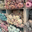 Kitten Soft Baby Yarn - Prismatic Fiber Arts